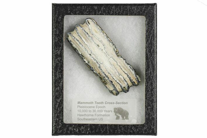Mammoth Molar Slice With Case - South Carolina #106553
